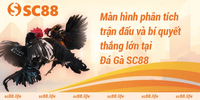 Màn hình phân tích trận đấu và bí quyết thắng lớn tại Đá Gà SC88
